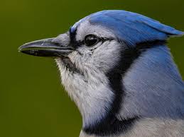 How Long Do Blue Jays Live Learn Their Life Cycle Birdwatching Buzz
