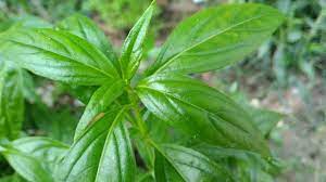 10 Daun Daunan Dan Ramuan Tradisional Untuk Menurunkan Kolesterol Obat Alami Herbal Tanaman