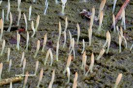 Image result for Multiclavula mucida