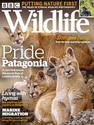 Bunny ear cactus (opuntia microdasys) cinnamon color variety. Bbc Wildlife Issue 10 2020