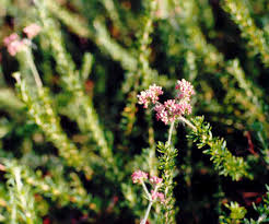 Image result for Eriospermum flexuosum