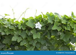 Image result for Coccinia grandiflora