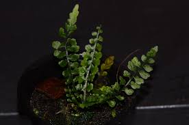 Image result for Asplenium emarginatum