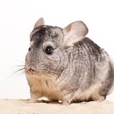 A chinchilla has an amazingly long lifespan for rodents, which makes the creature an excellent choice as a pet, especially for people who want their pet companions to be around for a very long time. Chinchilla S Witte Molen