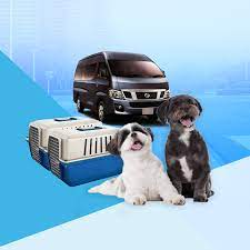 We did not find results for: Services Kingchaypets