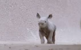Baby Rhino Gifs Tenor