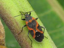 The listing below showcases common insects with the colors black and orange associated with them and found throughout the united states, canada, and mexico. 10 Stunning Red And Black Garden Bugs