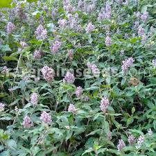 Image result for Floscopa africana