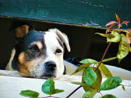 Come leggere le schede delle piante velenose. Le Piante Velenose O Tossiche Per Cani E Gatti Dogwelcome