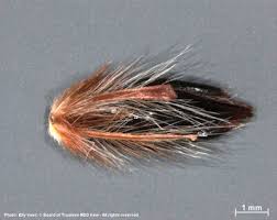 Image result for Andropogon schirensis