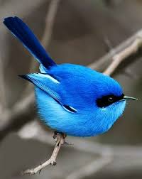 Big Blue Bird With Colorful Feathers Top 10 Most Beautiful Blue Colored Birds In The World Buzzinnin Animals Animals Beautiful Beautiful Birds