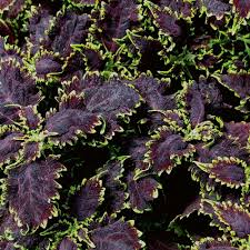 I agree with other reviews here that there is not much information about the lights. Coleus Black Magic White Flower Farm
