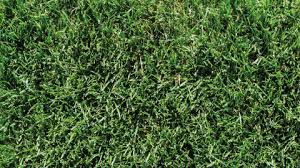 Maybe you would like to learn more about one of these? The Woerner Companies Sod