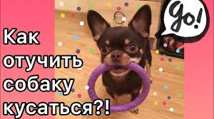 kak otuchit sobaku kusat ruki youtube