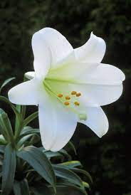 Warning Easter Lilies Could Be Deadly To Your Cat White Lily Flower Flower Landscape Easter Lily