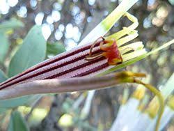 Image result for Agelanthus zizyphifolius