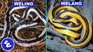 Ular king kobra bisa tumbuh sepanjang 5,5 meter, sehingga disebut sebagai ular berbisa paling panjang di dunia. Ketika Ular Paling Berbisa Di Dunia Mutasi Warna Masihkah Dikenali Ular Welang Weling Youtube