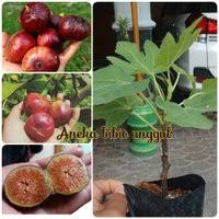 Jual bibit tanaman buah tambulampot di mesuji. Jual Produk Bibit Cangkok Buah Termurah Dan Terlengkap Juni 2021 Bukalapak