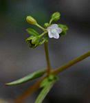 Image result for Gisekia