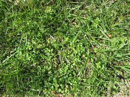 To keep your lawn looking thick and full, new lawn seed needs to be sown to replace the older grass plants or those that this is what we call overseeding. Lawn Problems Cool Season Grasses