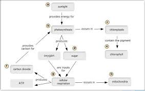 Chapter 10 Photosynthesis Part A Flashcards Photosynthesis Concept Map Teaching Biology