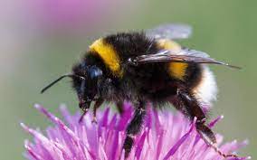 Issf is a global partnership of scientists, the tuna industry, and the world wildlife fund. Abuzz With Bumblebee Genomes Nature Reviews Genetics