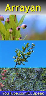 Arrayan Fruits Name In English Fruit Names Fruit List
