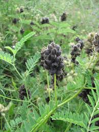 Image result for Cicer