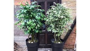 Maybe you would like to learn more about one of these? Vestacko Cvece Vestacko Drvece I Bonsai Green Blaze Home Facebook