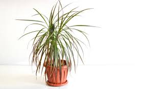 Maybe you would like to learn more about one of these? Dracaena Selbst De