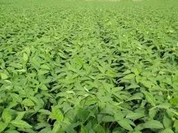 Image result for Ophrestia