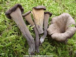 Image result for Craterellus fallax