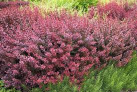 Image result for Berula thunbergii