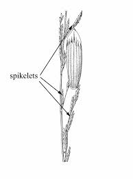 Image result for Glyceria fluitans