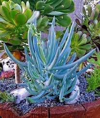 Basically, growing succulents is just as simple as planting them: 5 Best Outdoor Succulents Improve Your Garden Scenery Now