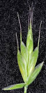 Image result for Bromus  commutatus