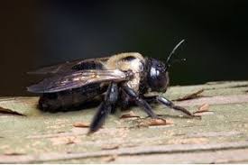 How To Get Rid Of Carpenter Bees Naturally Ehow Boring Bees Carpenter Bee Wood Boring Bees
