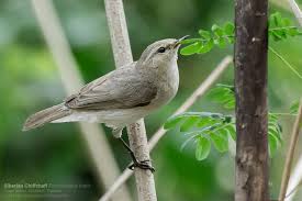 Image result for Triraphis schinzii