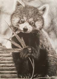 Draw two half circles on top of the oval to make the ears. Red Panda Eating Bamboo By Violettehal0z On Deviantart