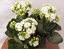 Image result for Kalanchoe calandiva