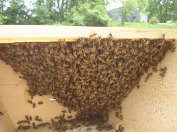 Honey Bees Hanging In A Swarm On The Inside Of Our New Top Bar Hive Box Top Bar Hive Harvesting Honey Hanging