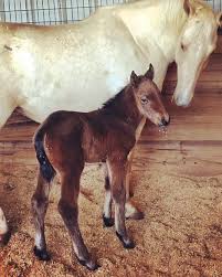 13 out of the top 20 selling horses were rope horses, all but three were geldings, with the mares being daughters of smart little lena, high brow cat, and colonels smokin gun. High Brow Cat Home Facebook