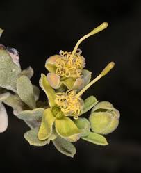 Image result for Maerua buxifolia