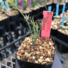 Image result for Ornithoglossum viride