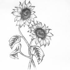 Double Sunflower Tattoo Sunflower Drawing Wildflower Drawing Sunflower Tattoos