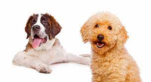 Ideally suited as a companion pet, this friendly and intelligent crossbreed can also be seen working as a therapy dog. Saint Berdoodle The St Bernard Poodle Mix Breed Guide