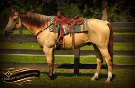 All buckskins have dark points on their body. Gunsmoke Horse Of My Dreams