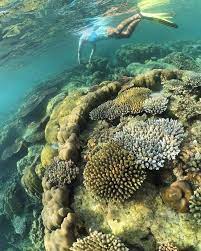 Exploring Stunning Reefs Is The Perfect Sunday Activity Snorkelaroundtheworld Www Snorkelaroundtheworld Sunday Activities Snorkeling Around The Worlds