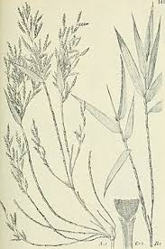 Image result for Oldeania