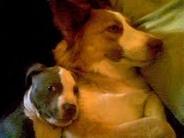 Maybe you would like to learn more about one of these? Do Pit Bull Dogs Make Good Pets Pethelpful